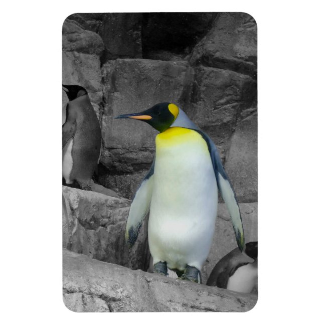 Íman Imperador Penguin (Vertical)