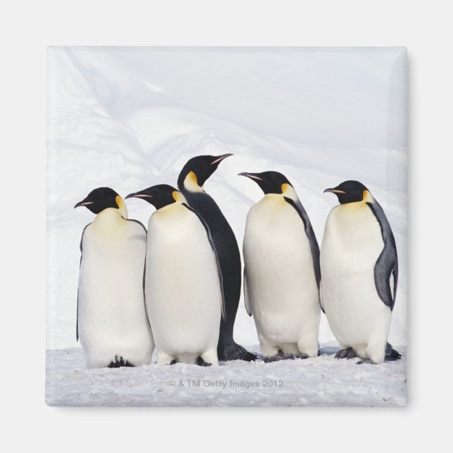Íman Imperador Penguins (Frente)