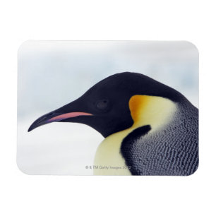 Íman Imperador Pinguim, Ilha de Colina de Neve, Mar de 