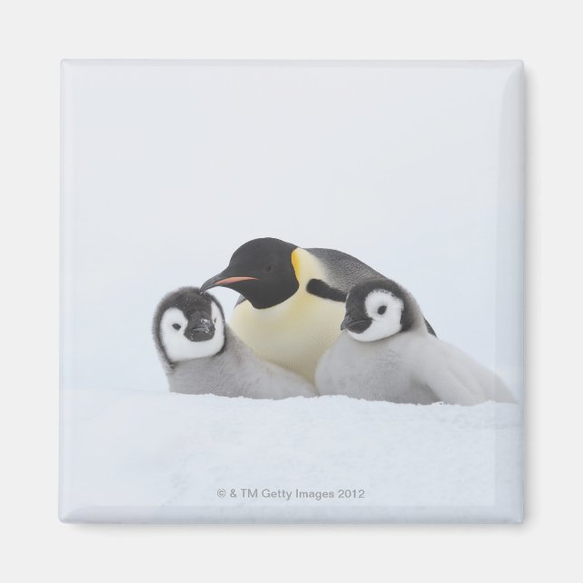 Íman Imperador Pinguin (Aptenodytes forsteri) 2 (Frente)