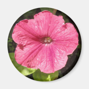 Íman Impõe o ímã cor-de-rosa escuro