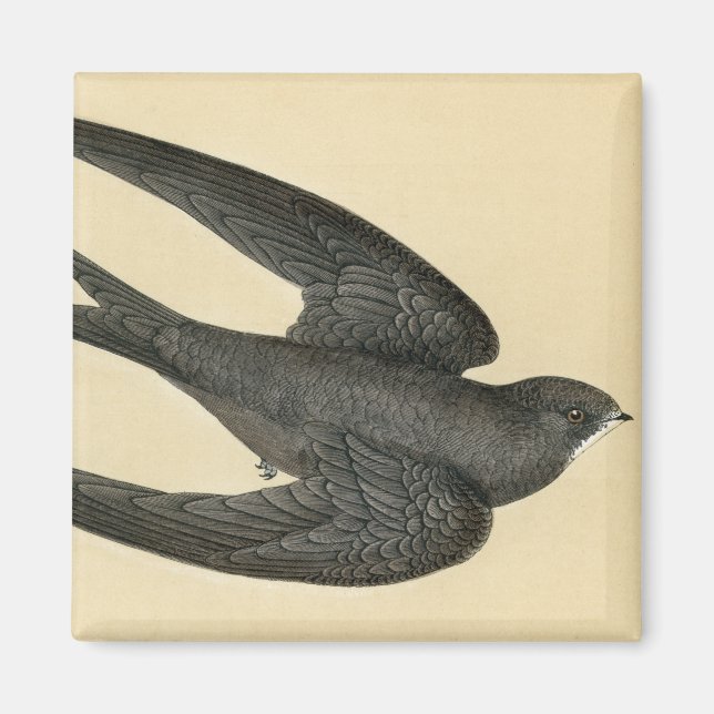 Íman Impressão antiga de um Swift (Frente)