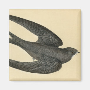 Íman Impressão antigo de um rápido