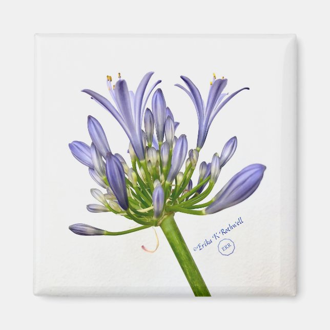 Íman Impressão botânico - Lily do Nilo (Frente)