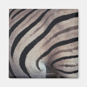 Íman Impressão da zebra