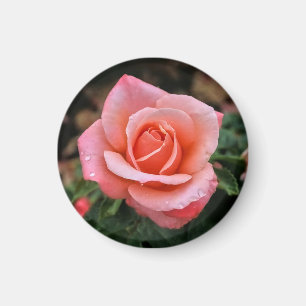 Íman Impressão de Arte Botânica Rosa Romântica