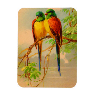 Íman impressão de aves lindas