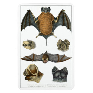 Íman impressão de Bat 19th C