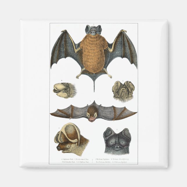 Íman impressão de Bat 19th C (Frente)