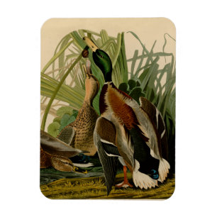 Íman Impressão de colheita de aves