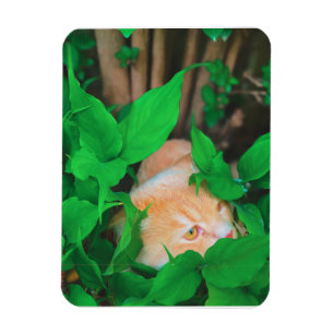 Íman Impressão de gato de estimação bonito