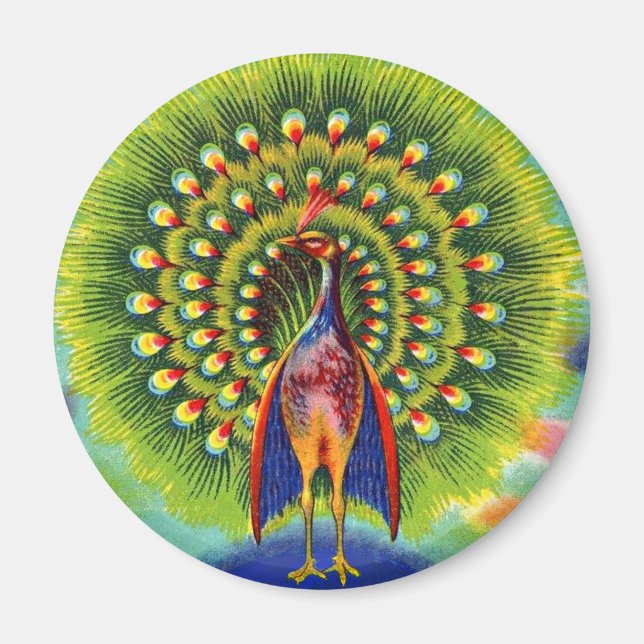 Íman impressão de pavão divertido (Frente)