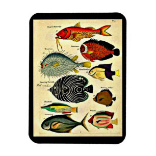 Íman impressão de peixe antigo
