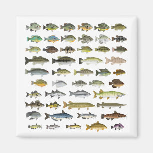 Íman Impressão do Grupo de Peixes Águas frescas da Am