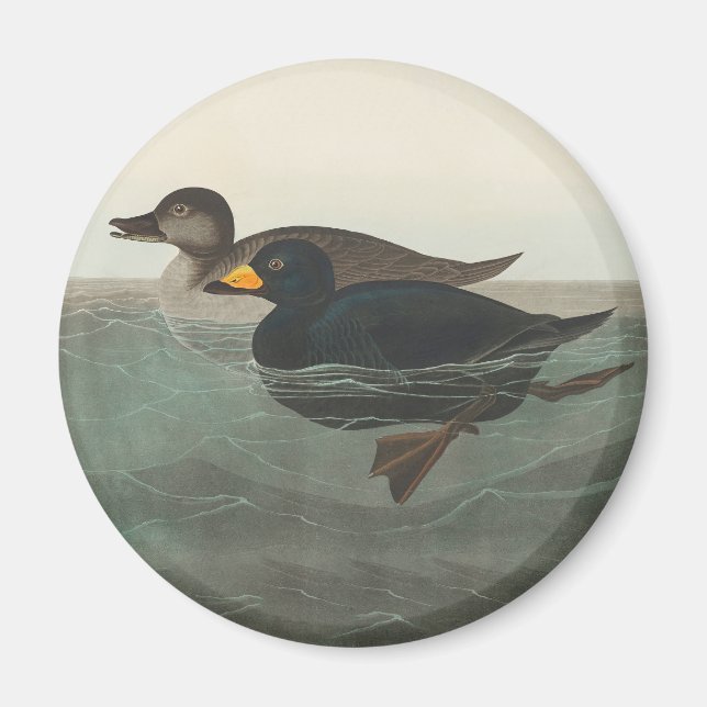 Íman Impressão do Pato-negro-de-veludo de Audubon: Pato (Frente)