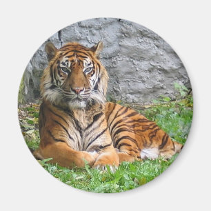 Íman Impressão do tigre