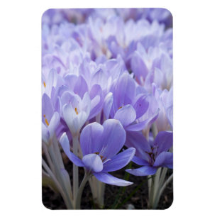 Íman Impressão em Tela Envolta de Crocus