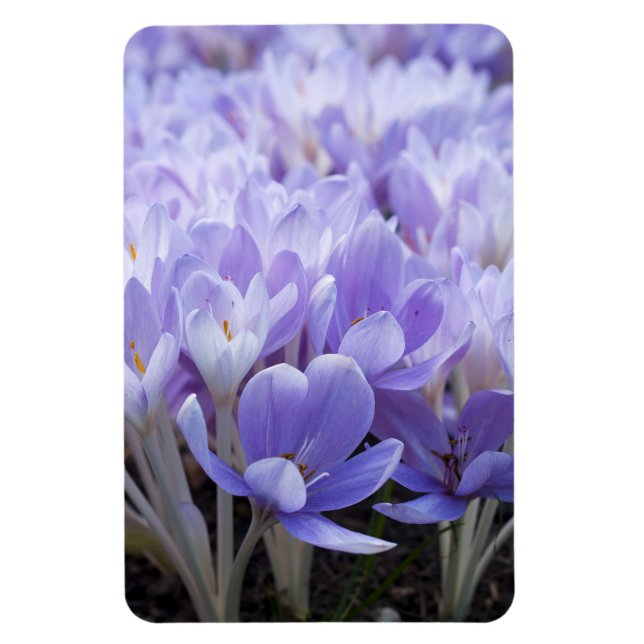 Íman Impressão em Tela Envolta de Crocus (Vertical)