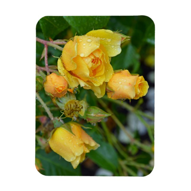 Íman impressão floral rosa amarelo (Vertical)