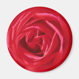 Íman Impressão rosa vermelha