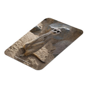 Íman Impressionante Meerkat