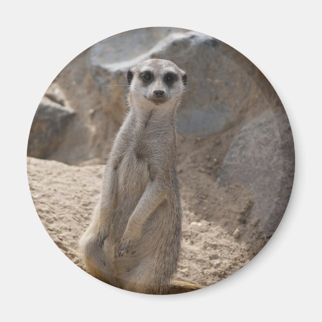 Íman Impressionante Meerkat (Frente)