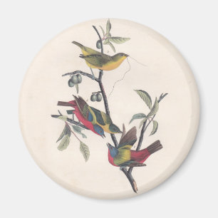 Íman Impressões de Audubon de Bunting Pintados