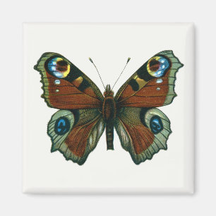 Íman Inachis io - A Borboleta de Pavão Europeia