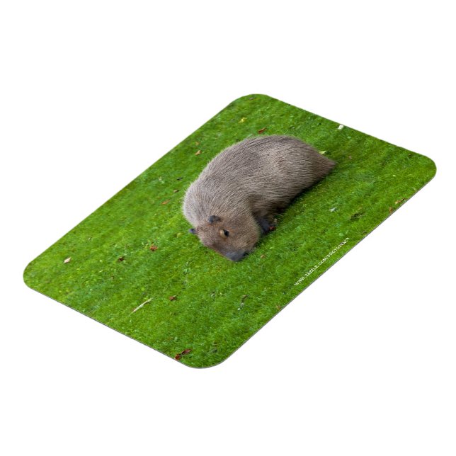 Íman Incrível Animal Capivara (Left Side)