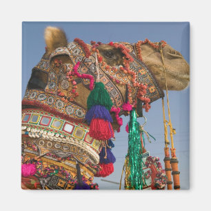 Íman ÍNDIA, Rajasthan, Pushkar: FEIRA DE CAMELÔS DE PUS