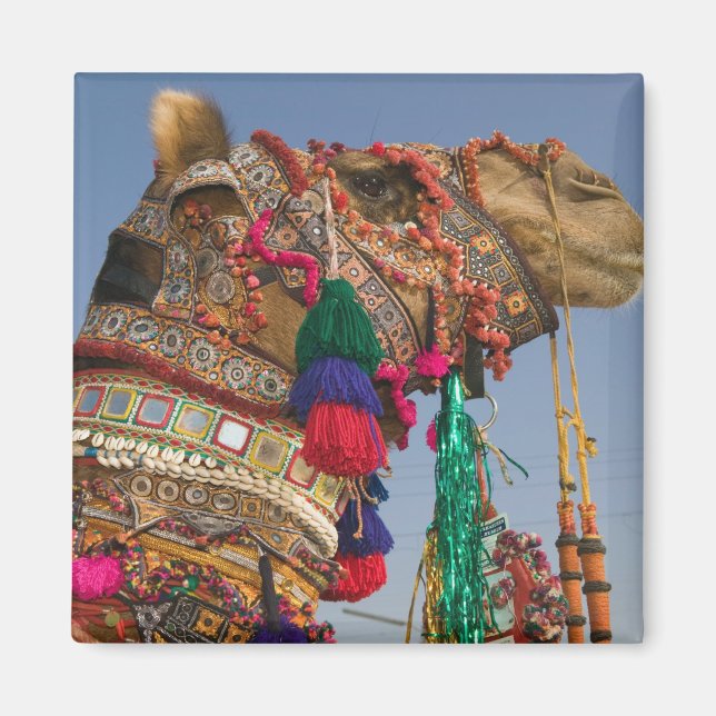 Íman ÍNDIA, Rajasthan, Pushkar: FEIRA DE CAMELÔS DE PUS (Frente)