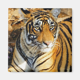 Íman Índia, Sawai Madhopur, Ranthambore Nacional