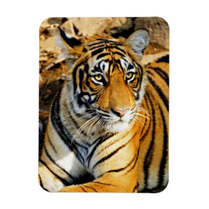 Íman Índia, Sawai Madhopur, Ranthambore Nacional