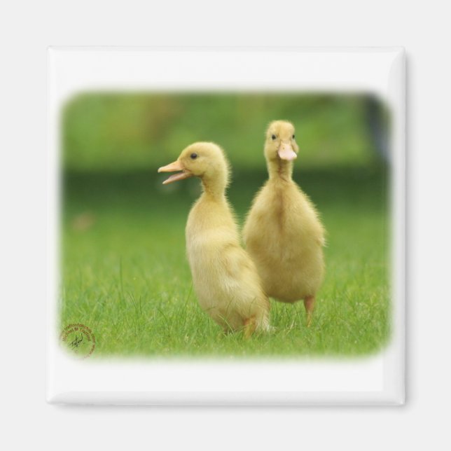 Íman Indígena Runner Ducklings 9W029D-024 (Frente)