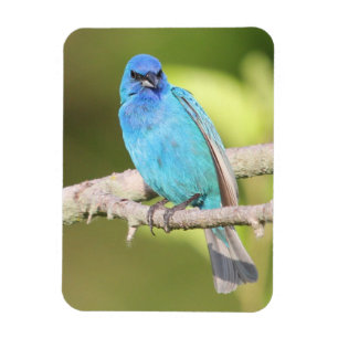 Íman Indigo Bunting