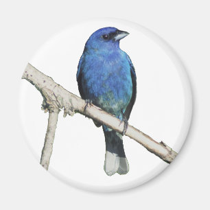 Íman Indigo Bunting