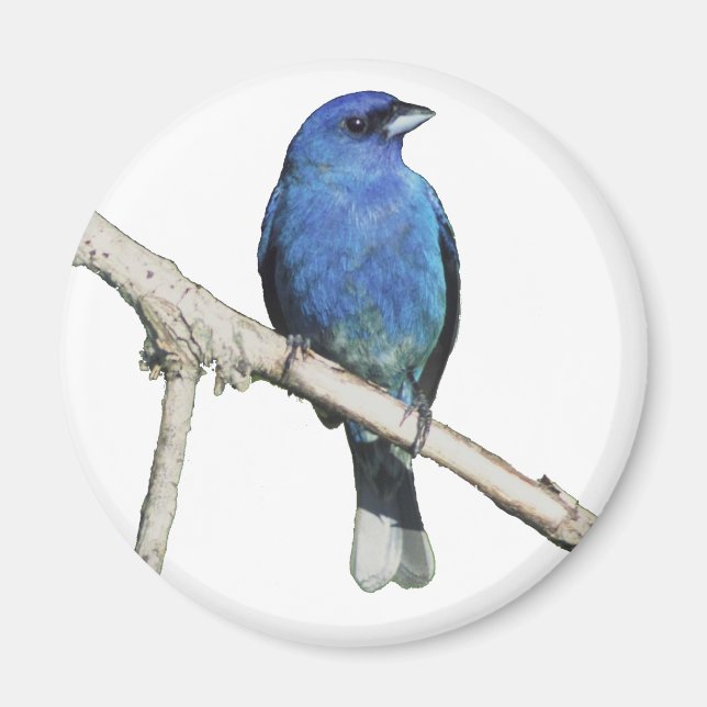 Íman Indigo Bunting (Frente)