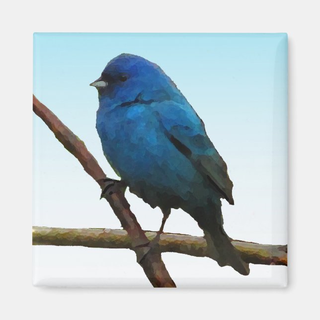 Íman Indigo Bunting (Frente)