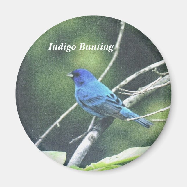 Íman Indigo Bunting (Frente)