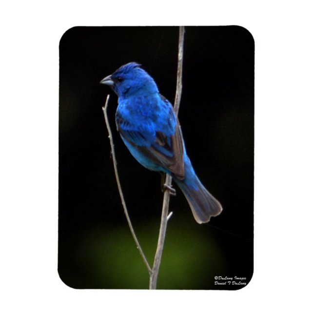 Íman Indigo Bunting (Vertical)