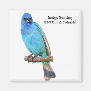 Íman Indigo Bunting