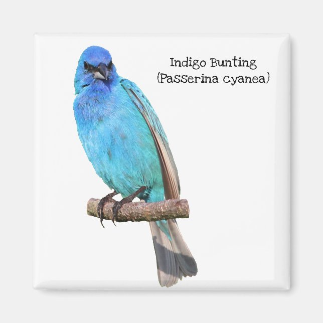 Íman Indigo Bunting (Frente)