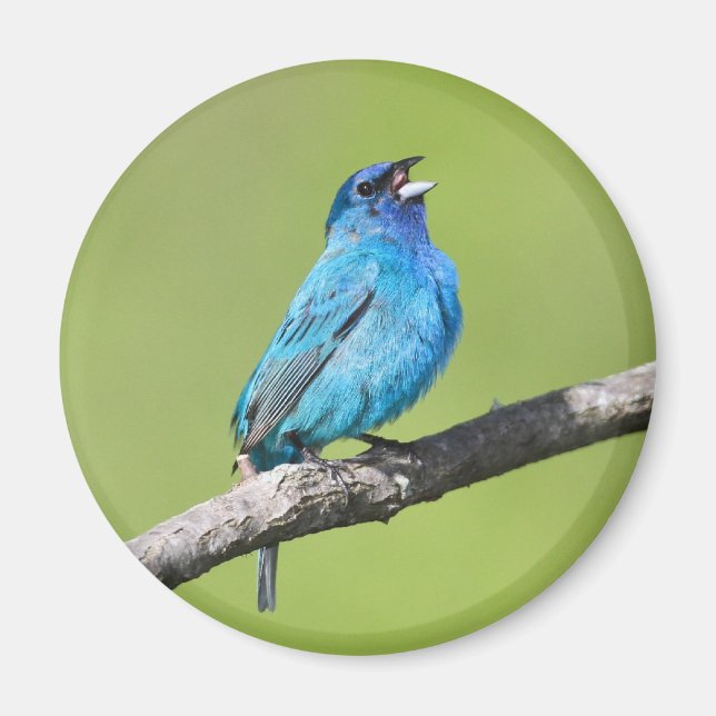Íman Indigo Bunting (Frente)