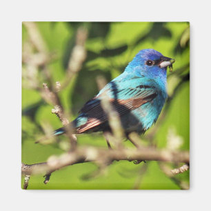 Íman Indigo Bunting Magnet