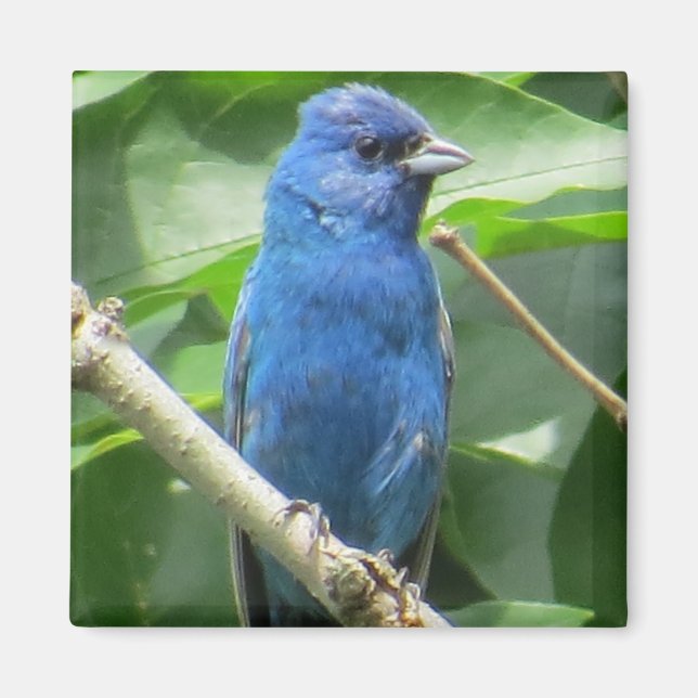 Íman Indigo Bunting Magnet (Frente)