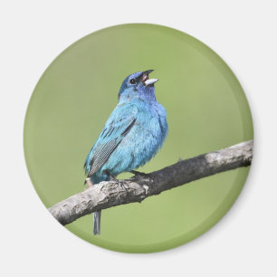 Íman Indigo Bunting Magnet
