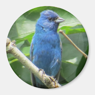 Íman Indigo Bunting Magnet