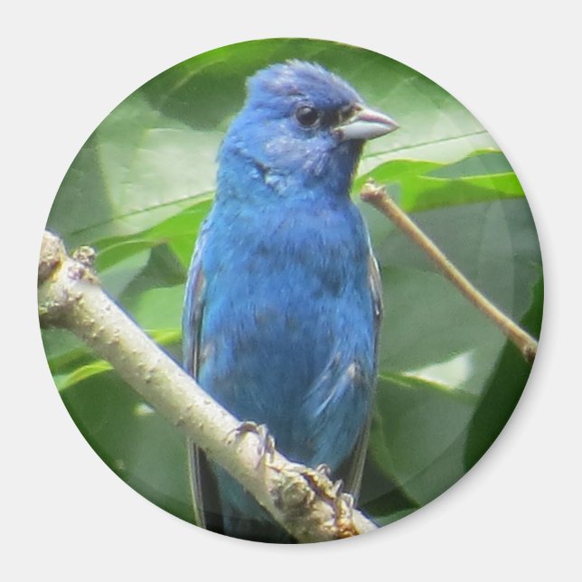 Íman Indigo Bunting Magnet (Frente)