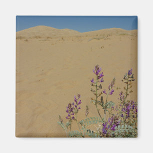 Íman Índigo Bush do Mojave e dunas de Kelso