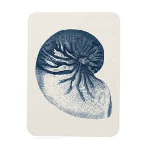 Íman Indigo Shark Eye Seashell